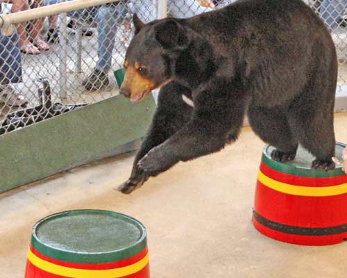 The Bear Show at Clark's