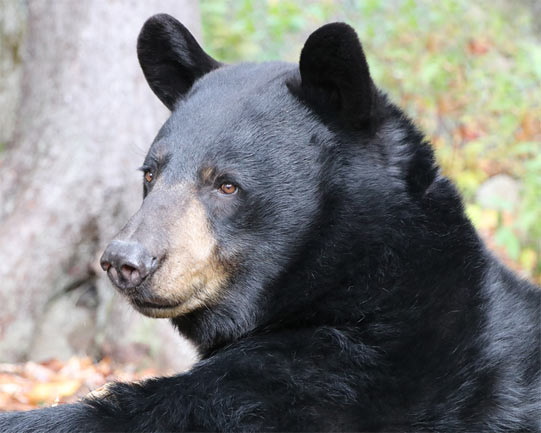 The Bear Show at Clark's