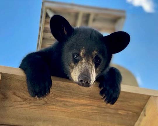 The Bear Show at Clark's