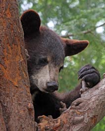 The New Winter Habitat for the Clark's Bears