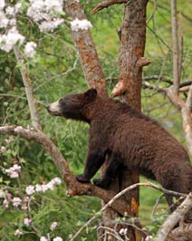 The New Winter Habitat for the Clark's Bears