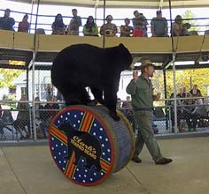 Bear Acrobatics