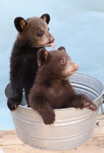 Bear Cubs